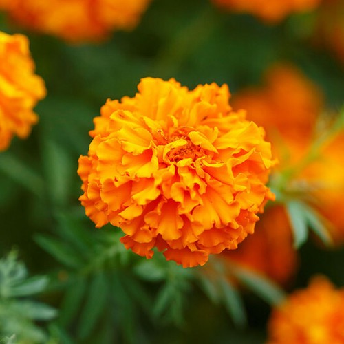 Marigold african hawaii tall - african,